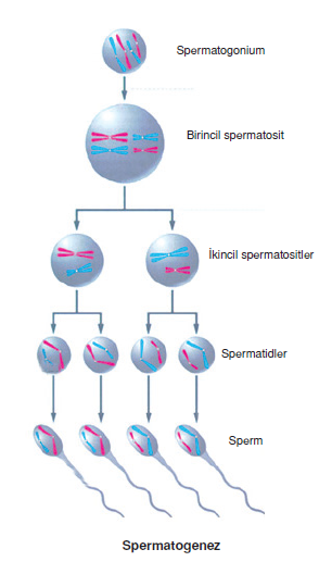 Spermatogenez