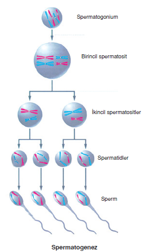 Spermatogenez