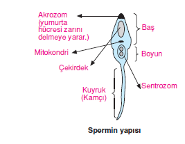 Spermin_yapisi