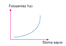 Stoma_sayisi