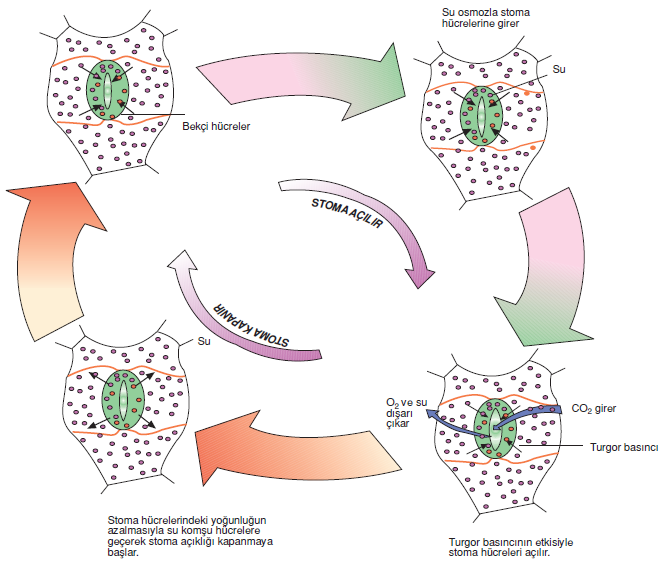Stomalarin_islevi