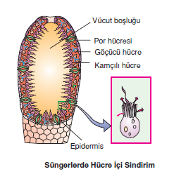 Sungerlerde_Hucre_ici_Sindirim