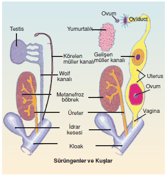 Surungenlerde_ureme