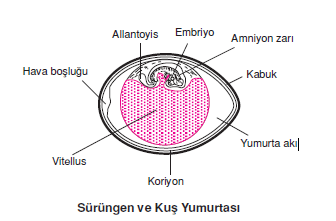 Sürüngen_ve_Kus_Yumurtasi_