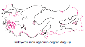 TUrkiyede_incir_agacinin_cografi_dagilisi