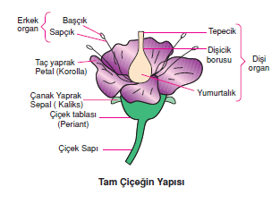 Tam_ciçegin_Yapisi