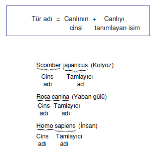 Tamlayici_isim