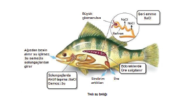 Tatli_su_baligi