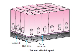 Tek_Katli_Silindirik_Epitel