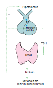 Tiroksin