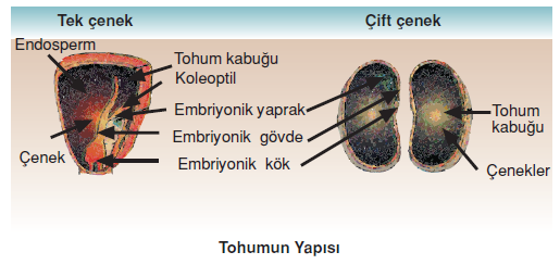 Tohumun_Yapisi