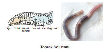 Toprak_Solucani