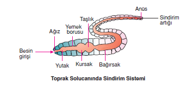 Toprak_Solucaninda_Sindirim_Sistemi