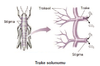 Trake_solunumu