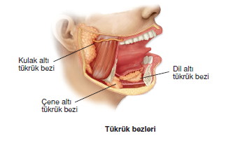 Tükrük_bezleri