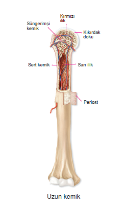 Uzun_Kemik