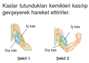 Vücüdümüzdakisistemlercözümlütest1009