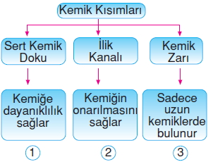 Vücüdümüzdakisistemlerkonutesti2001