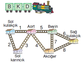 Vücüdümüzdakisistemlerkonutesti4004