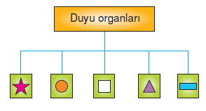 Vücüdümüzdasistemlerkonutesti10008