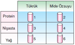 Vücüdümüzdasistemlerkonutesti1005