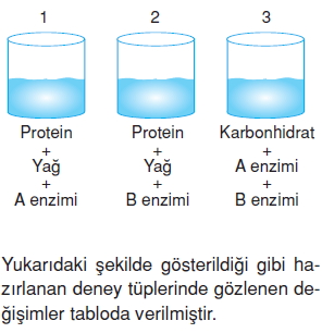 Vücüdümüzdasistemlerkonutesti1006