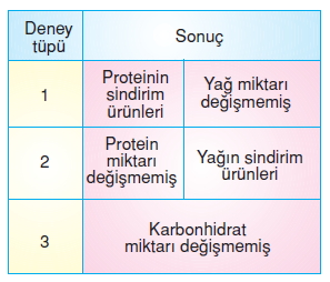 Vücüdümüzdasistemlerkonutesti1007