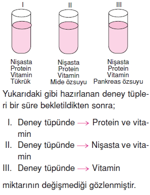 Vücüdümüzdasistemlerkonutesti2004