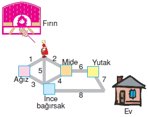 Vücüdümüzdasistemlerkonutesti2009