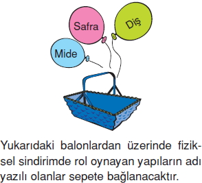 Vücüdümüzdasistemlerkonutesti3006