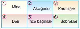 Vücüdümüzdasistemlerkonutesti4002