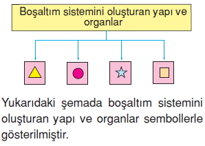 Vücüdümüzdasistemlerkonutesti4004