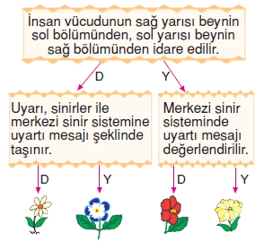 Vücüdümüzdasistemlerkonutesti7001