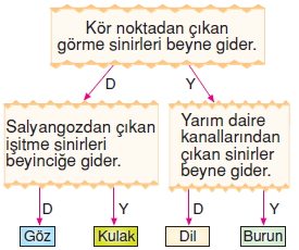 Vücüdümüzdasistemlerkonutesti8002