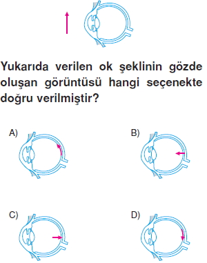 Vücüdümüzdasistemlerkonutesti8004