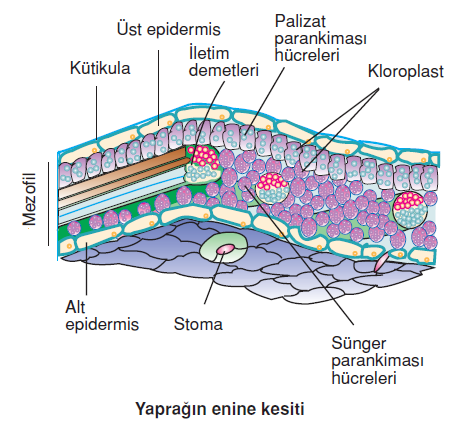 Yapragin_enine_kesiti