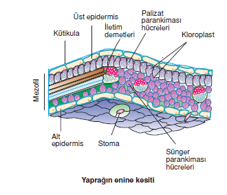 Yapragin_enine_kesiti_001