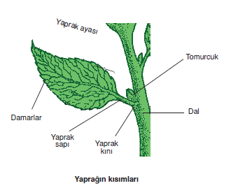 Yapragin_kisimlari