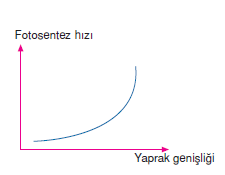 Yaprak_Yuzeyi