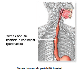 Yemek_borusunda_peristaltik_hareket