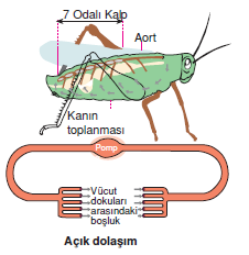 acik_dolasim