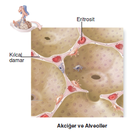 akciger_ve_alveoller