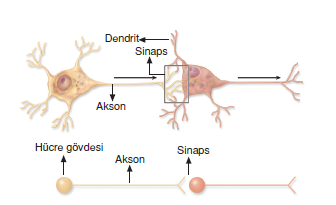 aksonlar