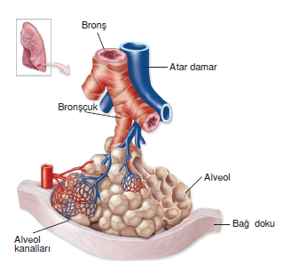 alveol_kanallari