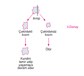 amip_bolunmesi