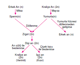 arılarda_modifikasyon