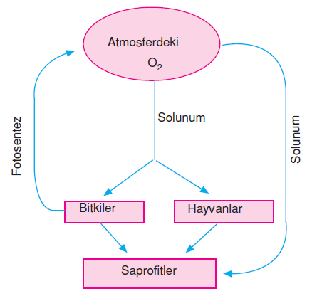 atmosferdeki_oksijen_miktari