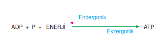 atp_enerjisi