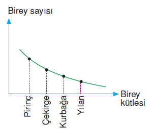 besin_piramidinde_birey_sayisi