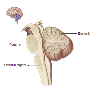 beyincik